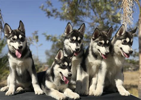 ventas de cachorros